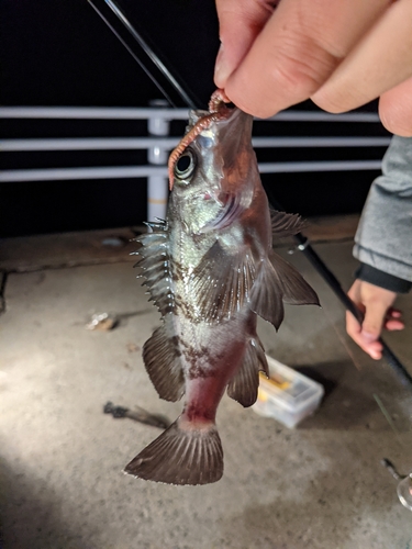 メバルの釣果