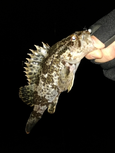 タケノコメバルの釣果