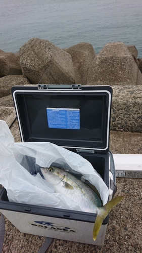 ハマチの釣果