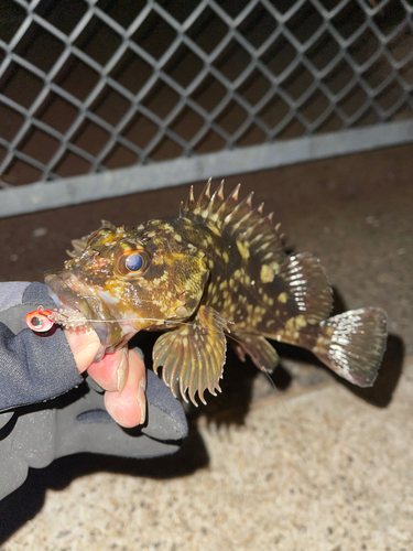 カサゴの釣果