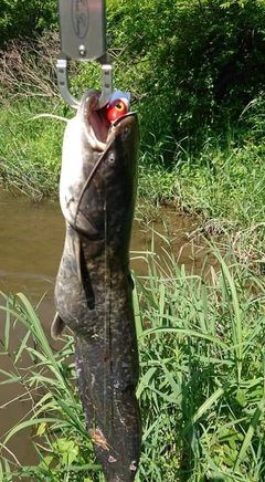 ナマズの釣果