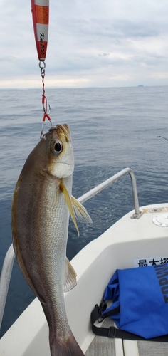 イサキの釣果