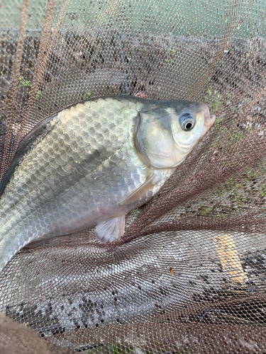 ヘラブナの釣果