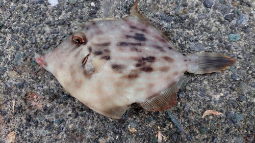 カワハギの釣果