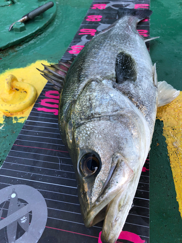 スズキの釣果