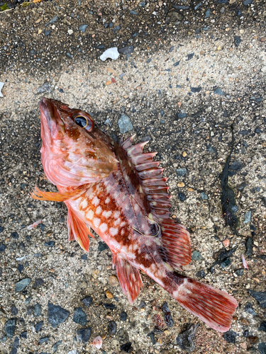 カサゴの釣果