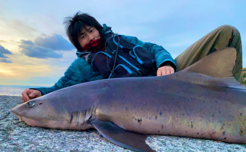 ドチザメの釣果