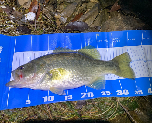 ブラックバスの釣果