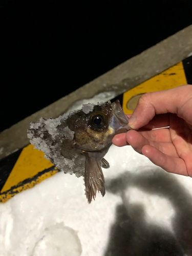 メバルの釣果