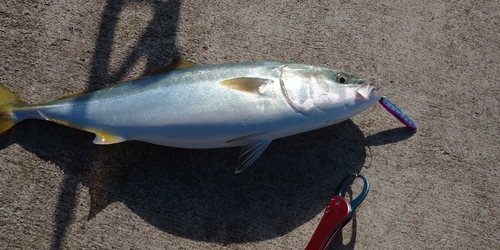 ショッコの釣果