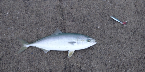 ショッコの釣果