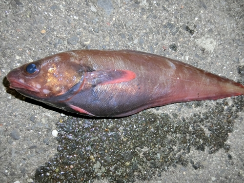 オウゴンムラソイの釣果