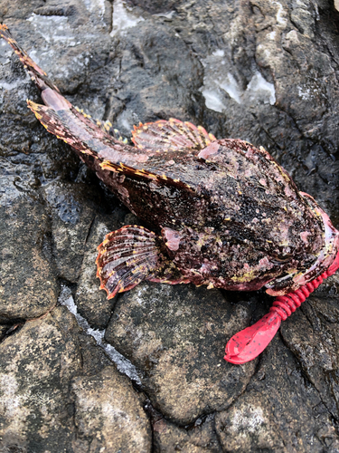 カジカの釣果