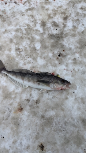 ホッケの釣果