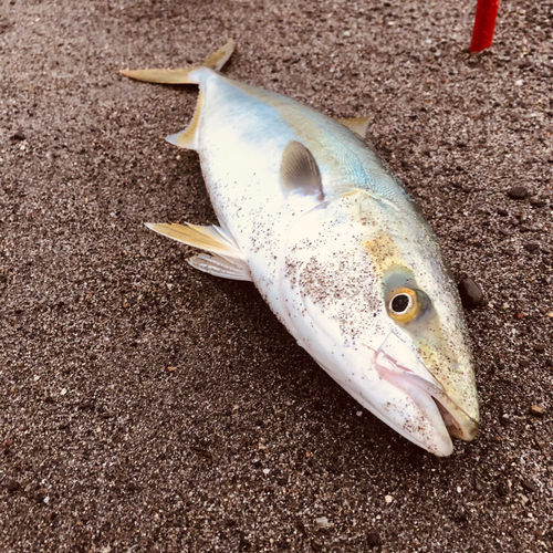 イナダの釣果