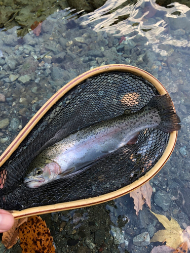 ニジマスの釣果