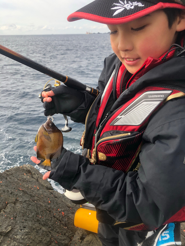 チョウチョウウオの釣果