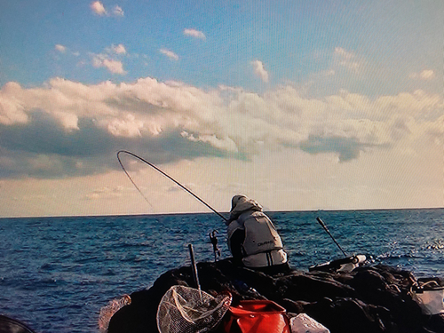 グレの釣果