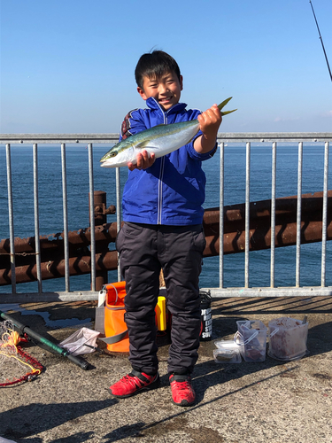 ハマチの釣果