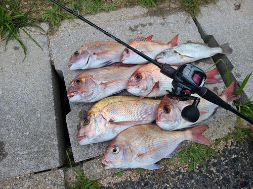 マダイの釣果