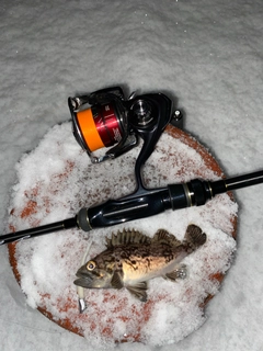 クロソイの釣果