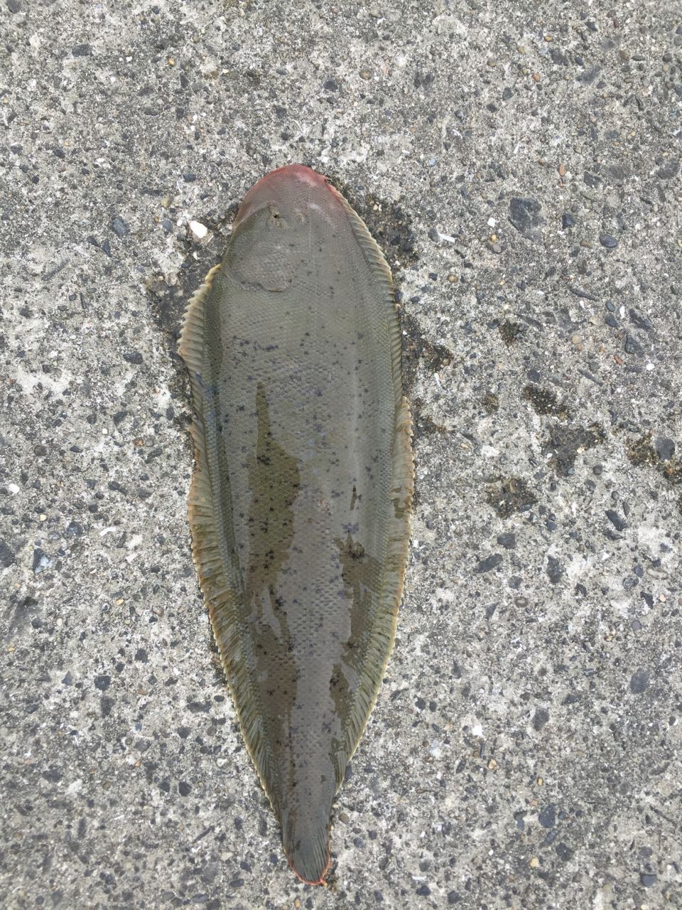 シタビラメ