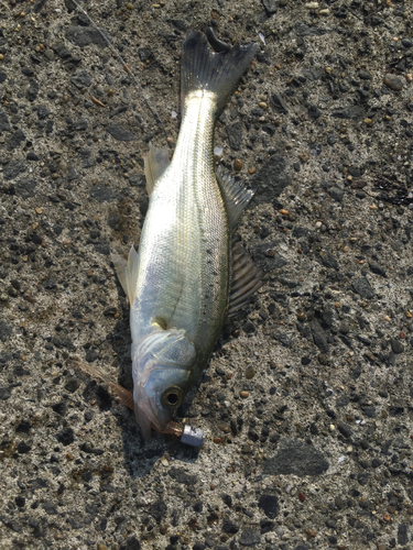 セイゴ（マルスズキ）の釣果