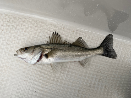 セイゴ（マルスズキ）の釣果