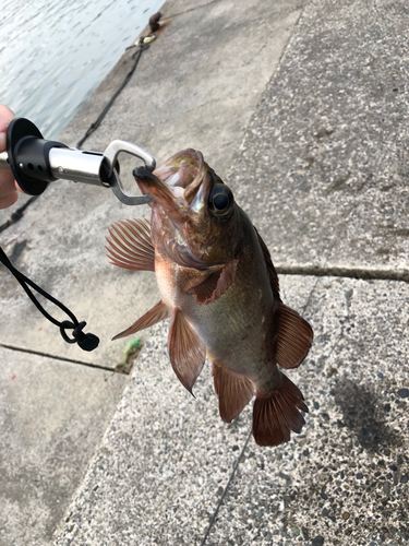 クロメバルの釣果