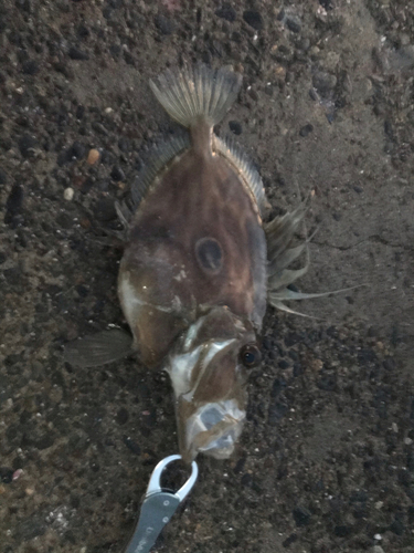 マトウダイの釣果