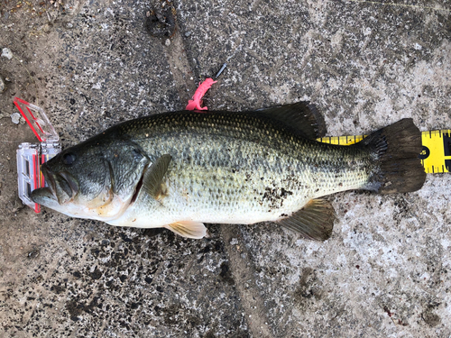 ブラックバスの釣果