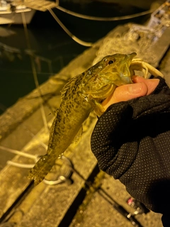 アナハゼの釣果