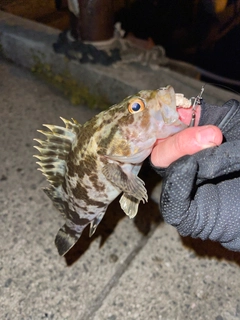 タケノコメバルの釣果