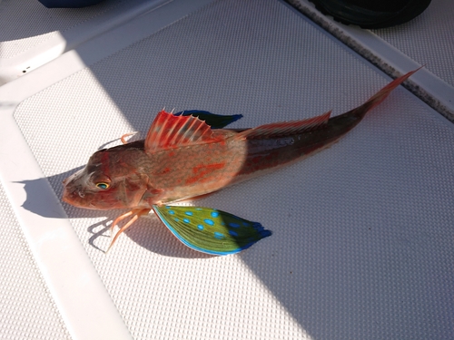 ホウボウの釣果