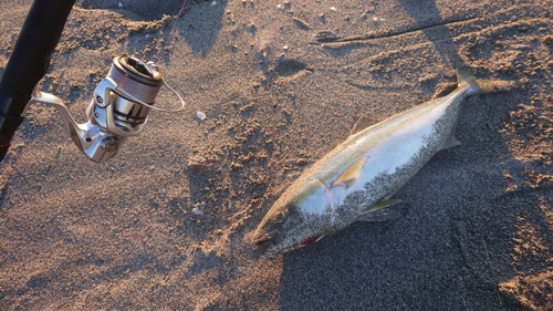 イナダの釣果