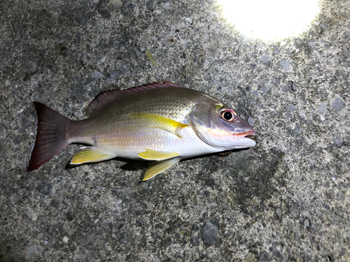 オキフエダイの釣果