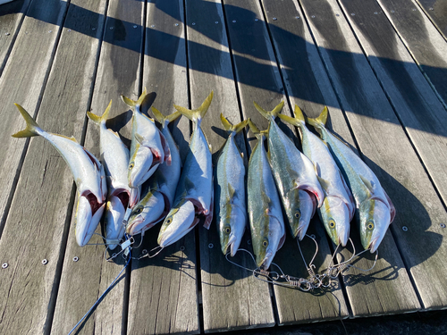 イナダの釣果