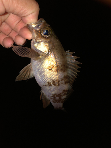 クロメバルの釣果