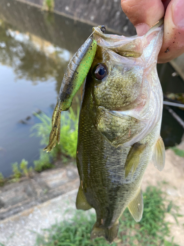 ブラックバスの釣果