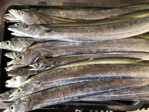 タチウオの釣果