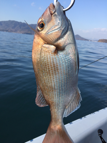 タイの釣果