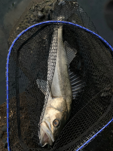 スズキの釣果