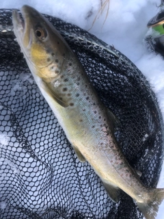 ブラウントラウトの釣果