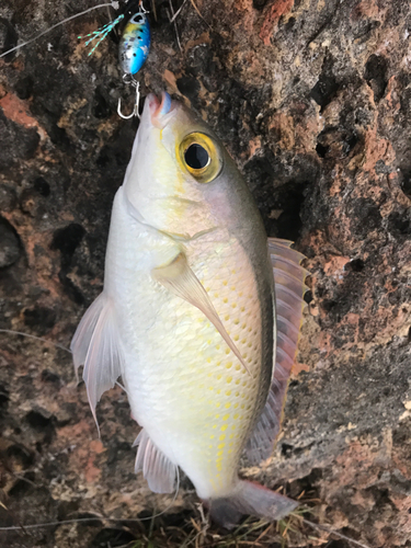 ハクセンタマガシラの釣果