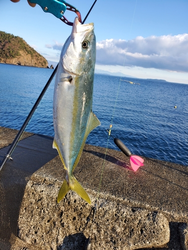 イナダの釣果