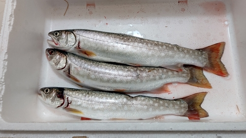 アメマスの釣果