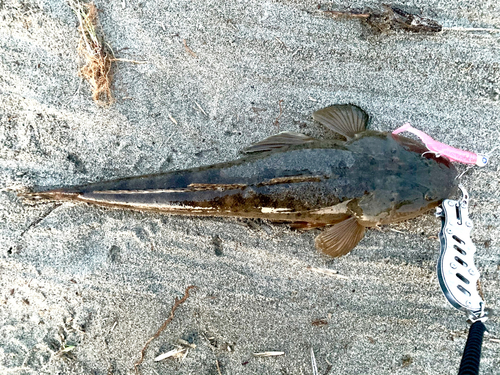 マゴチの釣果