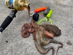 マダコの釣果
