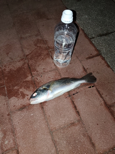 イシモチの釣果