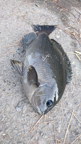 メジナの釣果